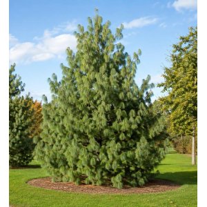 Borovica himalájska (Pinus wallichiana) – výška 15-25 cm, kont. C3L